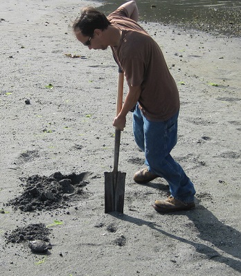 Petersburg Tribal staff digs for clam samples.